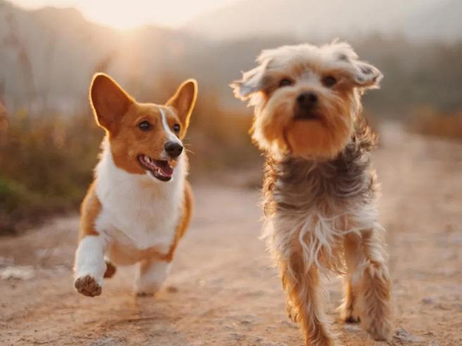 Giornata di microchippatura gratuita dei cani – 6 ottobre