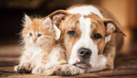 Concessione del contributo comunale finalizzato alla sterilizzazione dei cani di proprietà o dei gatti appartenenti a colonie feline ufficialmente censite